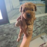 Barboncino toy toy maschio