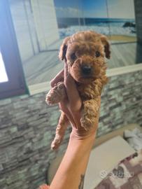 Barboncino toy toy maschio