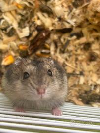 Criceti russi piccoli