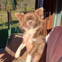 Monta stallone chihuahua esotico