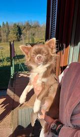 Monta stallone chihuahua esotico