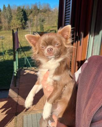 Monta stallone chihuahua esotico