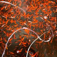 Carpe koi, pesci rossi