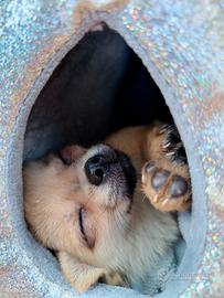 Chihuahua