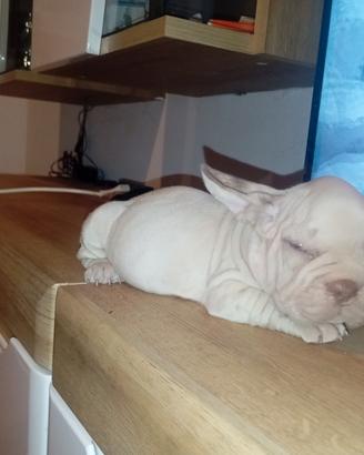 bulldog francese 