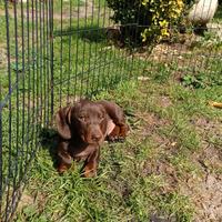 Bassotti cioccolato con Pedigree