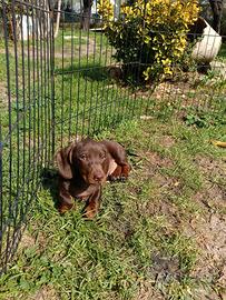 Bassotti cioccolato con Pedigree