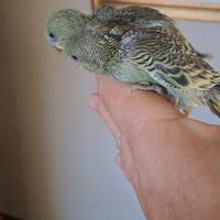 Cocorite allevati a mano