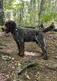 Lagotto romagnolo ENCI per accoppiamento