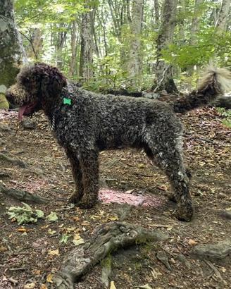 Lagotto romagnolo ENCI per accoppiamento
