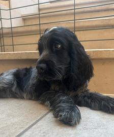 Cuccioli di Cocker Spaniel Inglese