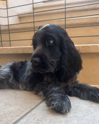 Cuccioli di Cocker Spaniel Inglese