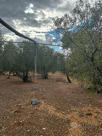 Terreno Uliveto irriguo
