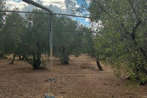 Terreno Uliveto irriguo