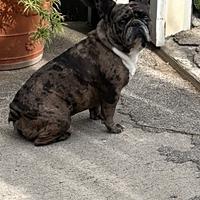 Stallone bulldog francese