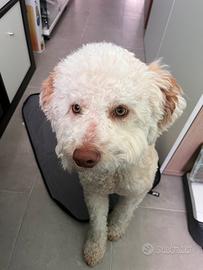 Lagotti Romagnolo per monta