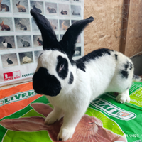 Conigli ibridi di gigante