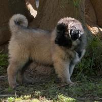 Cucciola pastore del Caucaso