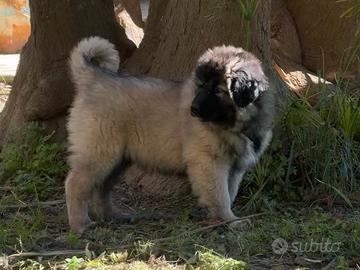 Cucciola pastore del Caucaso
