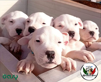 Cuccioli di dogo argentino disponibili