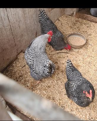Amrock,Sebright,Moroseta