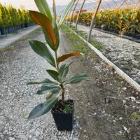 Magnolie Grandiflora in vaso 12x12 - da giardino