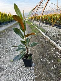 Magnolie Grandiflora in vaso 12x12 - da giardino