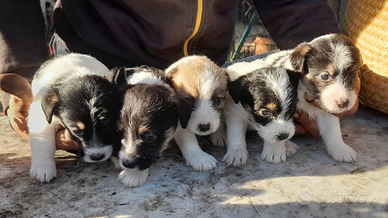 Jack Russell Terrier Broken/Ruvido cuccioli