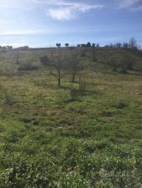 TERRENO DI 23,970 Mq. CON 20 ALBERI DA FRUTTO