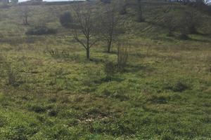 TERRENO DI 23,970 Mq. CON 20 ALBERI DA FRUTTO