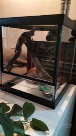 Serpente del grano