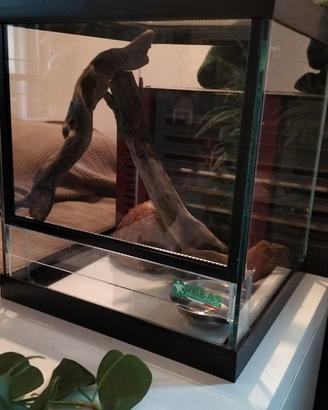 Serpente del grano