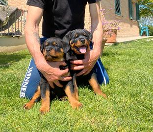 Cuccioli di Rottweiler