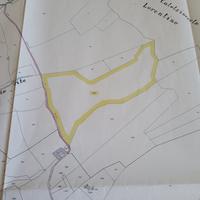 Bosco soleggiato con vista panoramica sulla valle