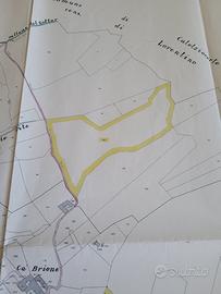 Bosco soleggiato con vista panoramica sulla valle