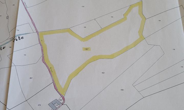 Bosco soleggiato con vista panoramica sulla valle