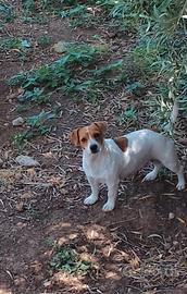 Jack Russell