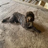 Lagotto