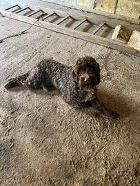 Lagotto