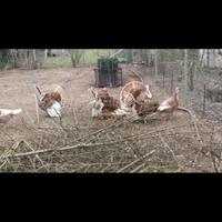 Tacchino rosso di borbone