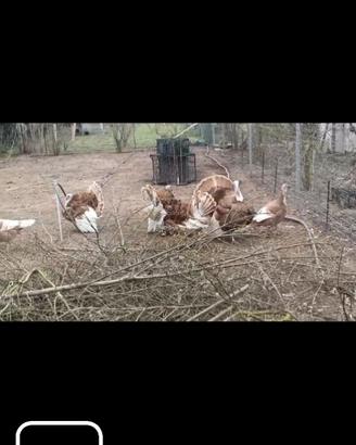 Tacchino rosso di borbone