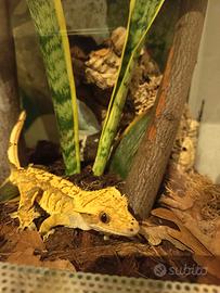 Geco ciliatus
