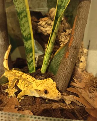 Geco ciliatus