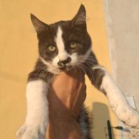 Gatto in attesa di adozione