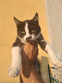 Gatto in attesa di adozione