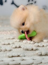 Pomerania Toy colore crema