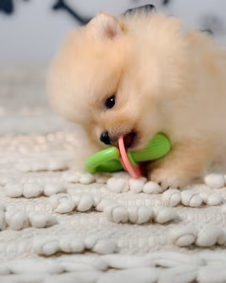 Pomerania Toy colore crema