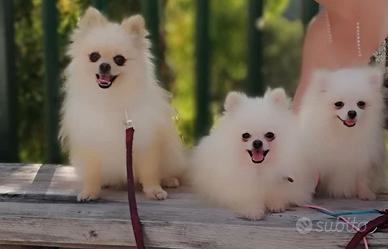 Cuccioli di spitz pomerania pedigree enci