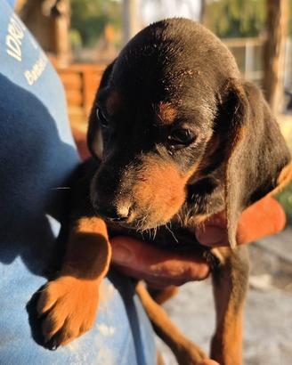 Cuccioli meravigliosi