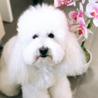 Barboncino toy con pedigree per accoppiamento